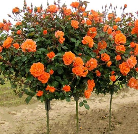 Trandafiri Pomișor la Ghiveci