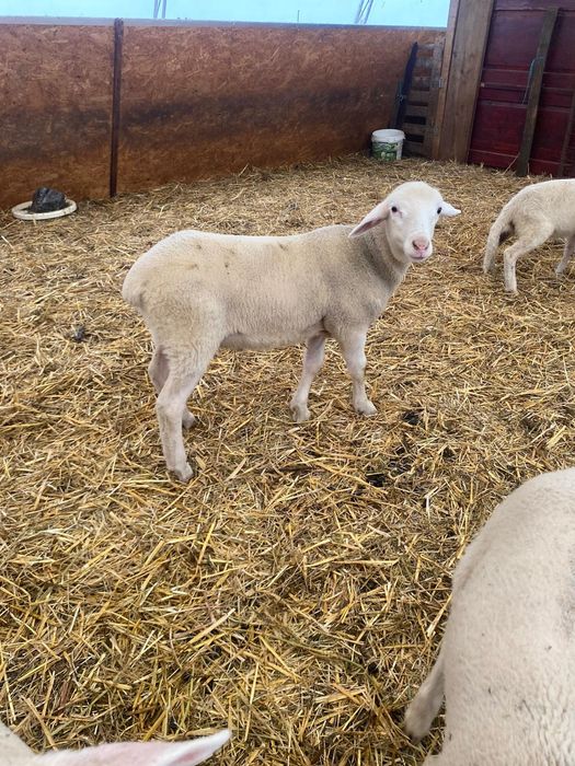 Vand berbecuti Lacaune