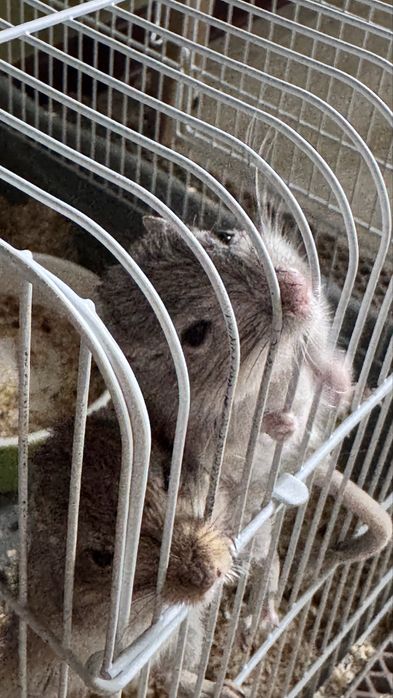 Продаю песчанок 5