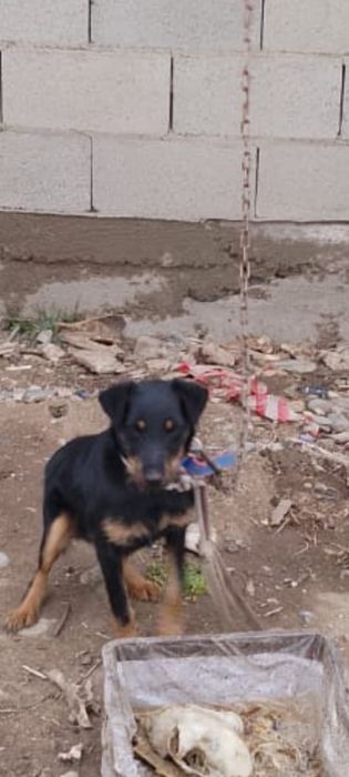 ягдтерьер сатылады