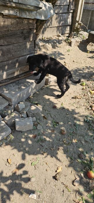 Dau spre adopție  cățeluși talie mare