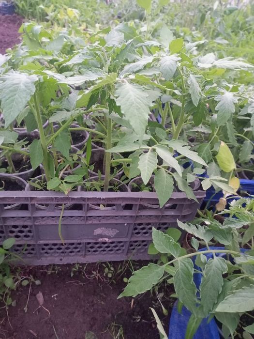 Подам рассаду помидор