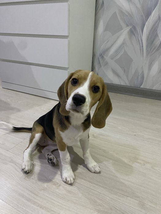 Бигль собака  девочка