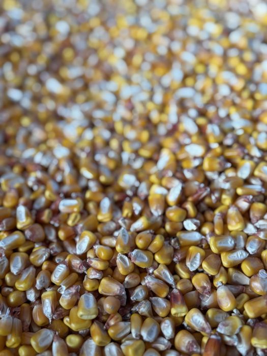 Porumb Pioneer si Syngenta