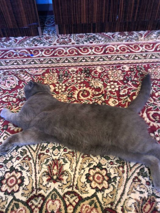 Scottish Fold mushuklari sotiladi!