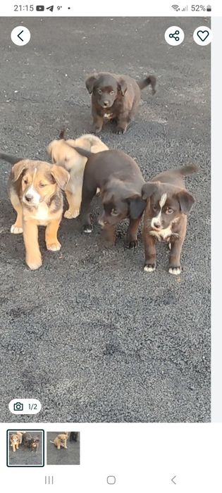 Щенки бесплатно!