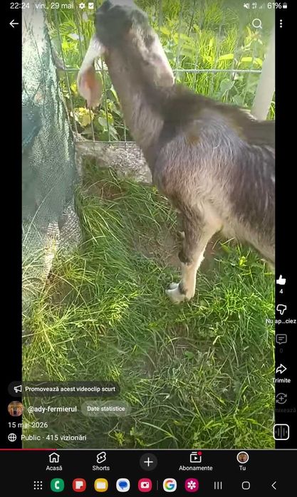 Tap agnolubian de vanzare. 100 euro.sau schimb cu cereale