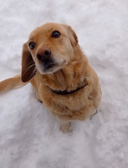 Пропала собака. Лабрадор