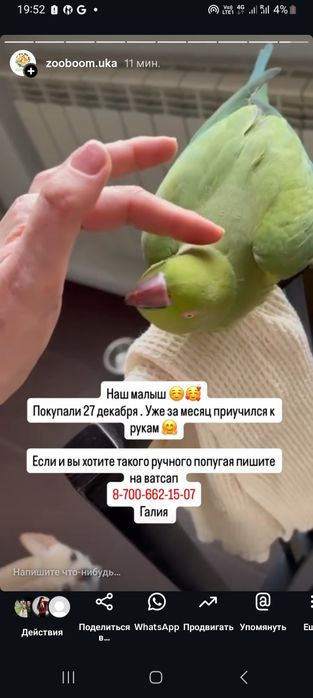 Кореллы волнистые кролики