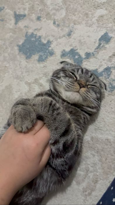 Кот по имени Будулай