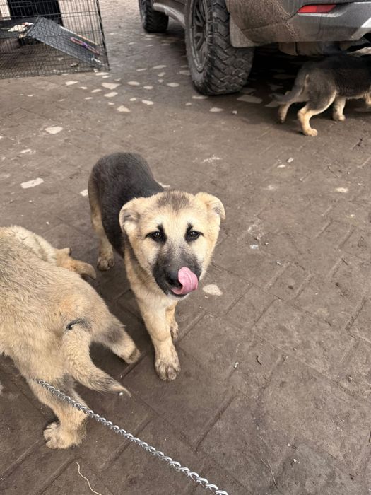 Отдам щенят в хорошие руки (3шт самки, с примесью овчарки)