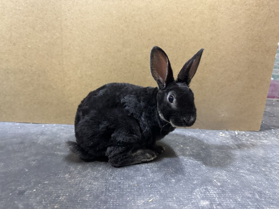 Ieprui pitici - Rex pitic