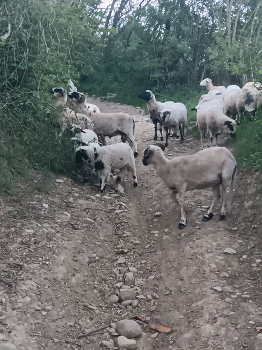 Oi tinere de vânzare.
