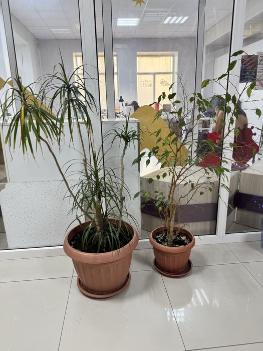 Два цетка за 20000