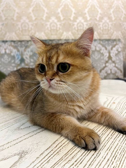 британская короткошёрстная кошка золотая шиншилла, кастрированный