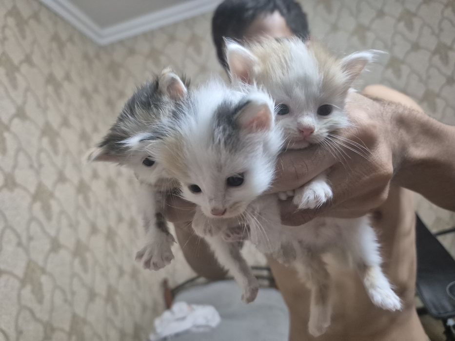 Пушистики ищут дом