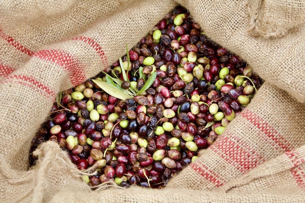 Ulei de măsline Grecia, brut, cu pulpă