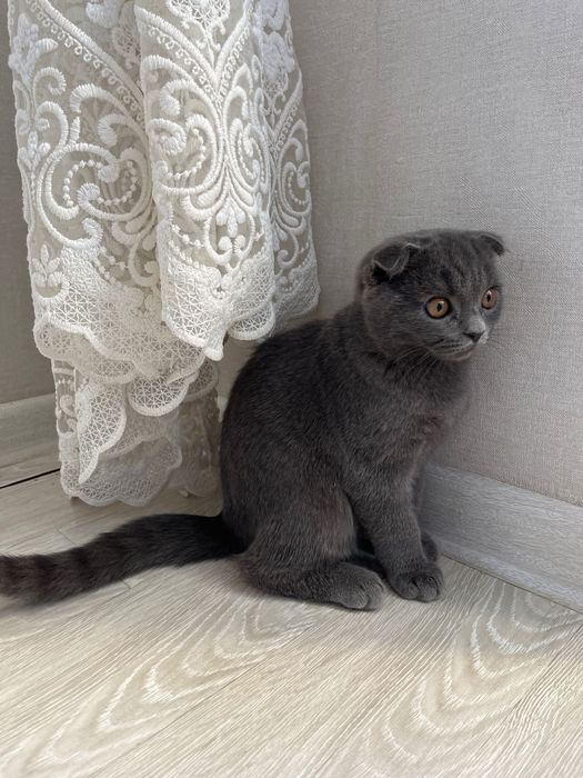 Кошка породистая Британская вислоухая