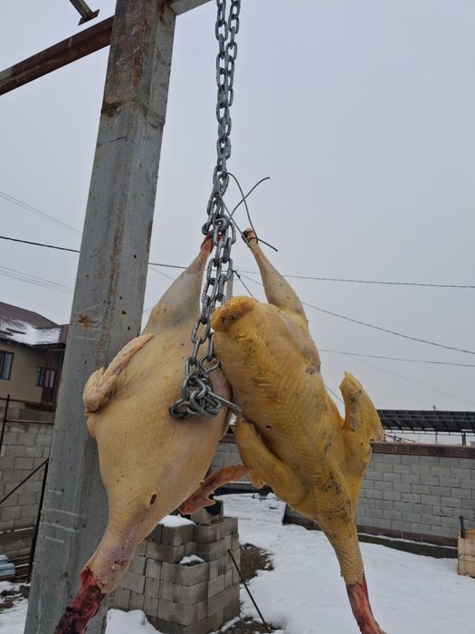 Продам мясо индюка