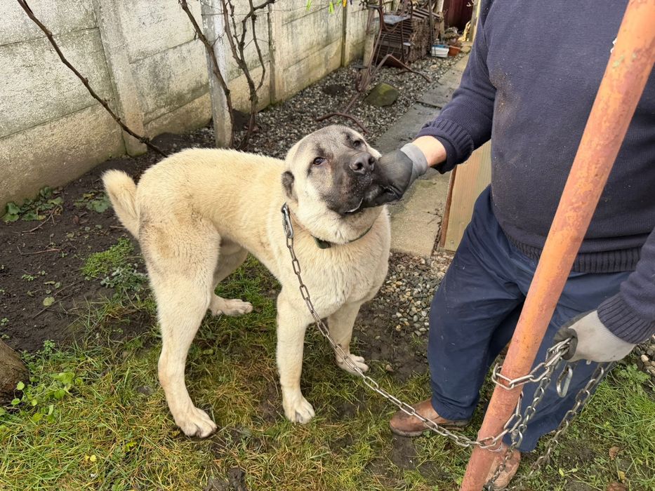 Câine Kangal (Ciobănesc Anatolian) – 1 an – pază excelentă