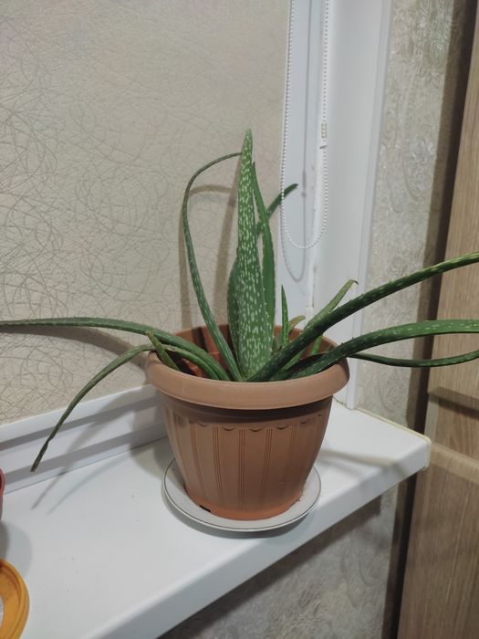 Продам алоэ вера, лечебный