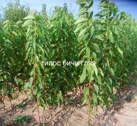 Мевали дарахтлар кучатлари.