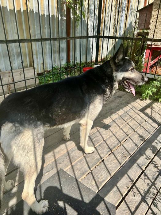 Вео для вязки(кобель)