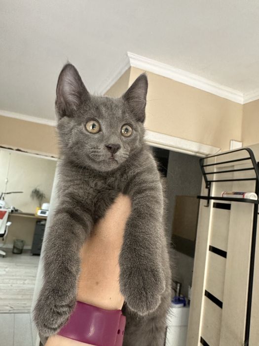 Котята котенок мальчик