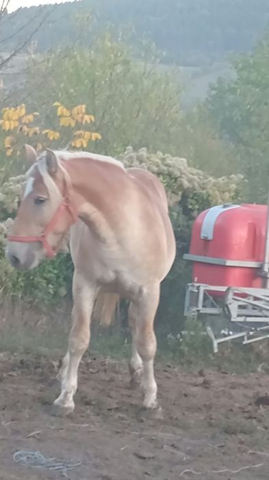 Manze de vanzare.