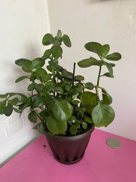 Комнатные растение