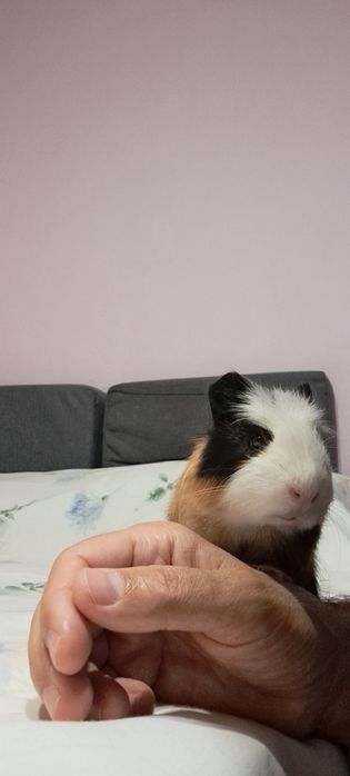 Vind porcusor de guinea cu cusca  si tot ce are nevoie.Pret 400 de lei