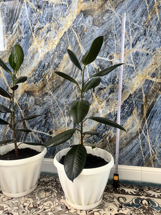 Фикусы два в горшках белых