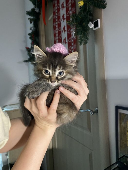 Отдам котят бесплатно