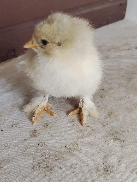 Продавам яйца и птиците Кохинг стандарт. Жълт Орпигтон. Брама