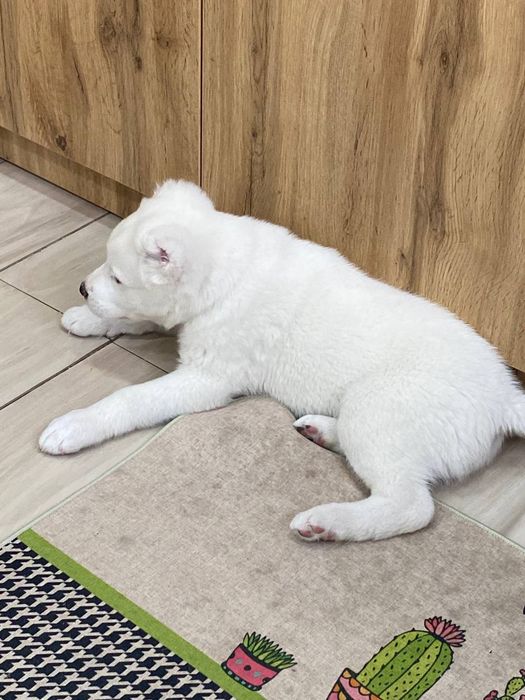 Продается шикарный щенок