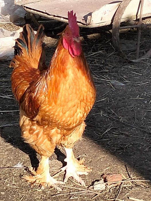 De vanzare cocosi si rate mute au varsta de un an