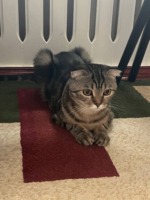 Шотландский вислоухий кот