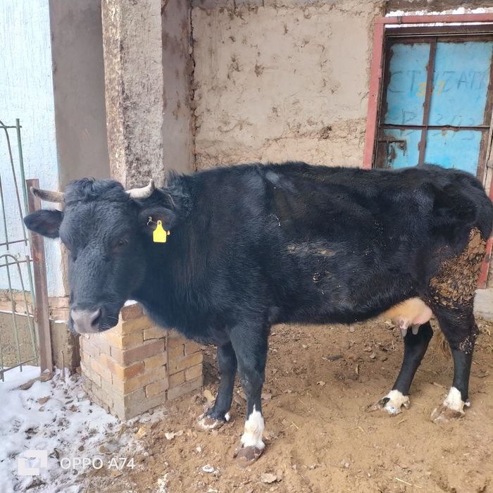 Сауын сиыр бузауымен