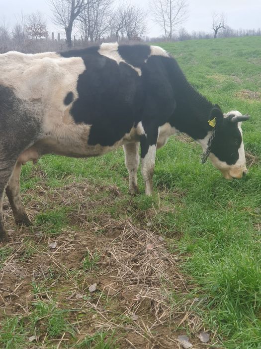 Vacă holstein de vinzare