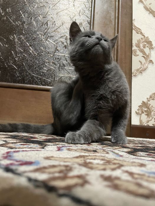 Zotdor mushuk (skottish fold)