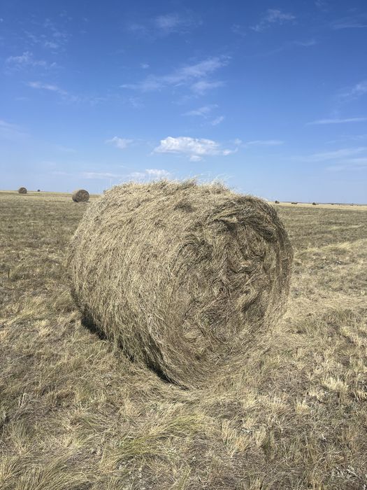 Сено кавыль 10 тыс