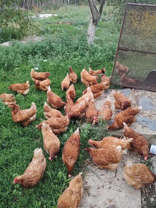 Găini roșii ouătoare