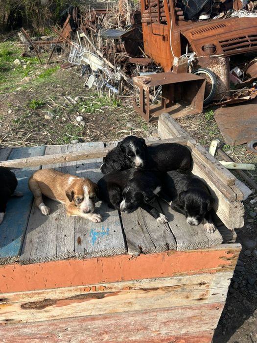 Тазы күшіктер сатылады