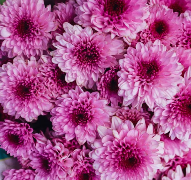 Хризантема мультифлора и корейская