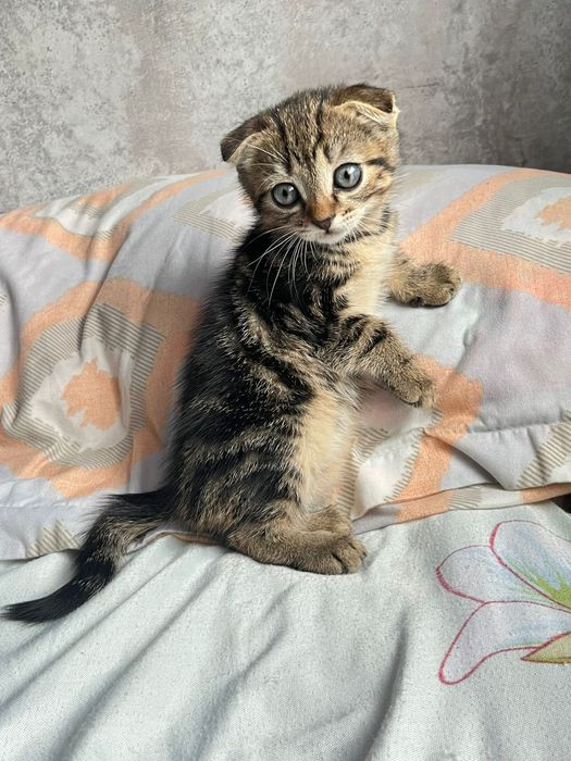 Котенок шотландский вислоухая
[08.05, 2