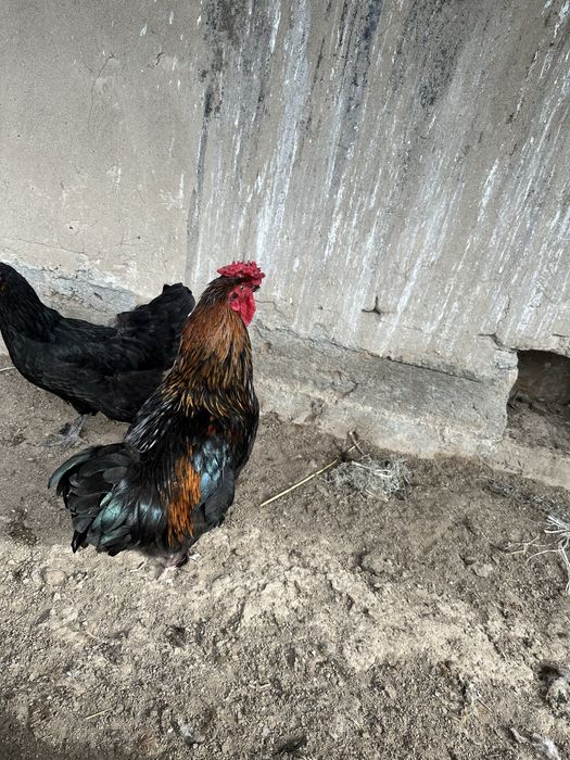 Қораздар сатылады