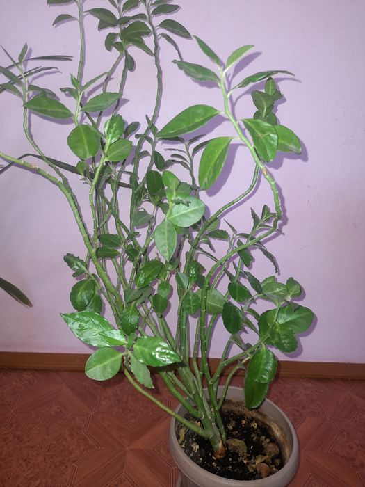 Хорошие комнатные хорошие