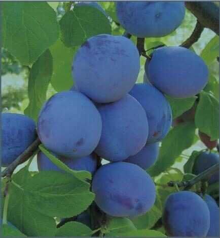 Prune Centenar, Renglote, Stenlei, Anaspet - 3 lei / kg