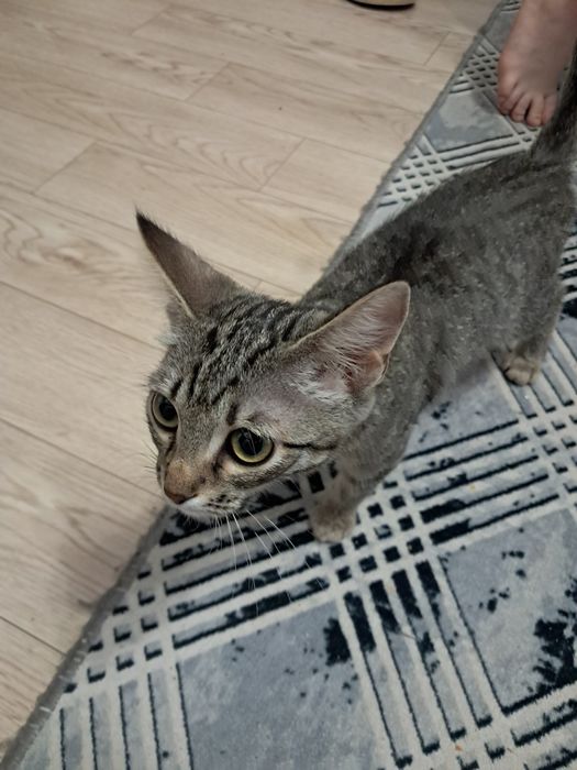 Отдам кошечку бесплатно