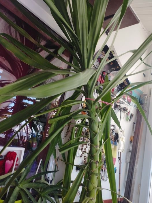 Yuca are 2.60metri înălțime